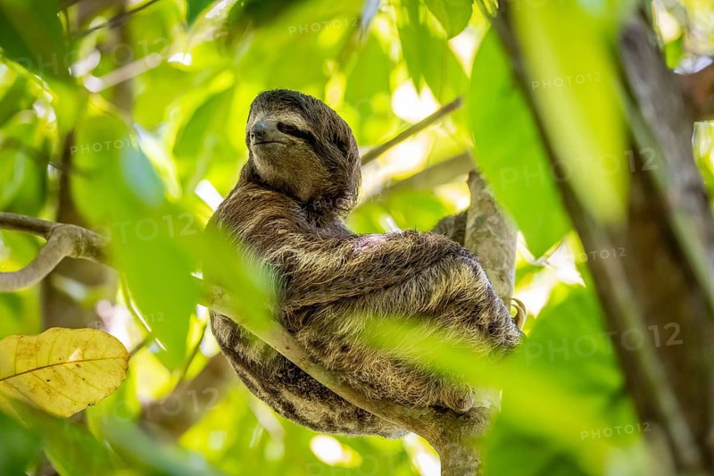 Brown-throated sloth (Bradypus variegatus) sitting in a tree, Cahuita National Park, Costa Rica, Central America