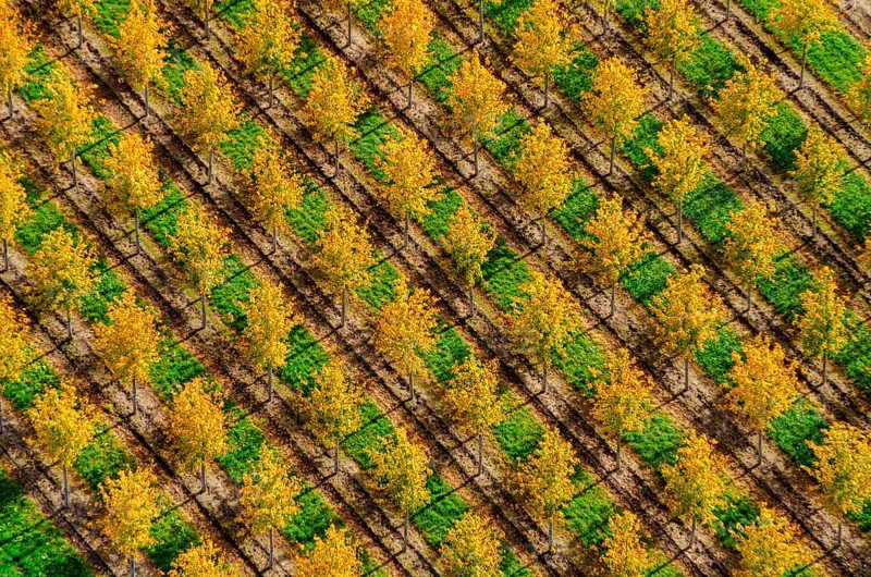 Nursery, Lower Saxony, Beckedorf, Nordheide, tree, trees, colourful, yellow, autumn, autumnal, plants, breeding, row, rows, lined up, lined up, plant, tree plant, tree plants, nature, environment, foliage, leaf fall, green, aerial view, bird's-eye view, order, orderly, system, systematic