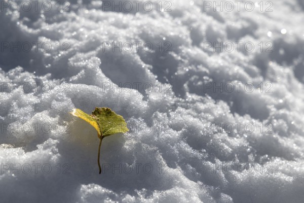 A single yellow leaf lies on a blanket of snow and creates a contrast to the wintry surroundings, Salzburg, Austria, Europe