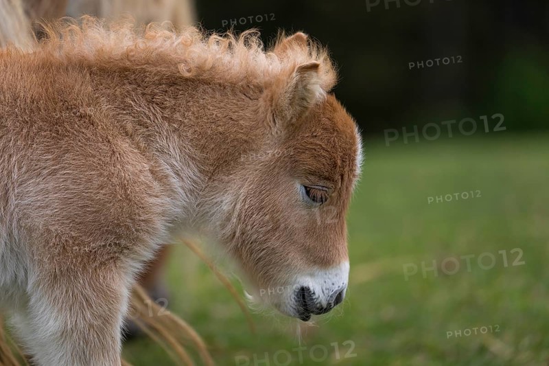 Falabella foal, The Falabella (Equus ferus caballus) is the smallest horse at all