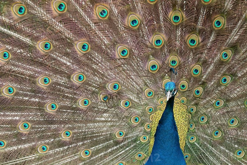 Indian peafowl or Peacock (Pavo cristatus) adult male bird displaying showing its tail feathers, England, United Kingdom, Europe