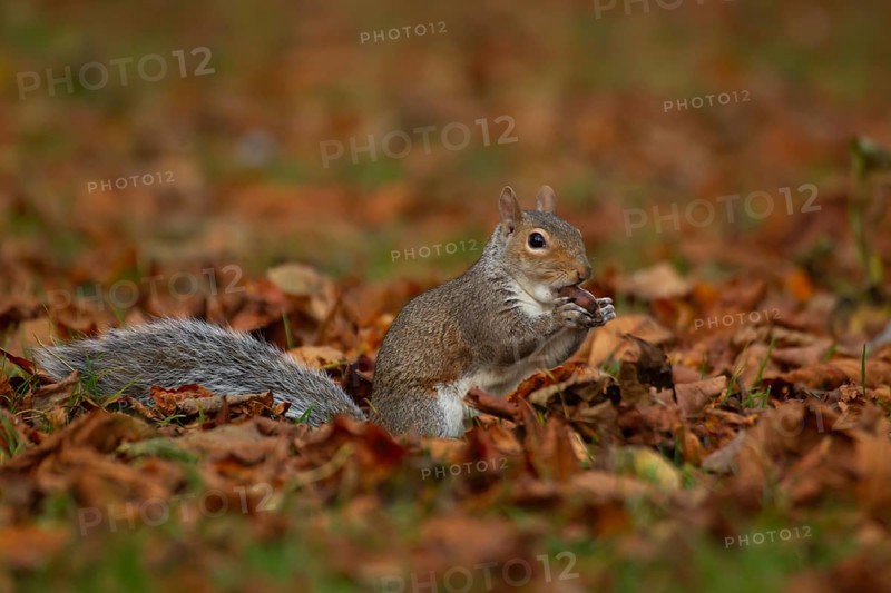 Grey squirrel (Sciurus carolinensis) adult animal eating an acorn nut amongst fallen autumn tree leaves, England, United Kingdom, Europe