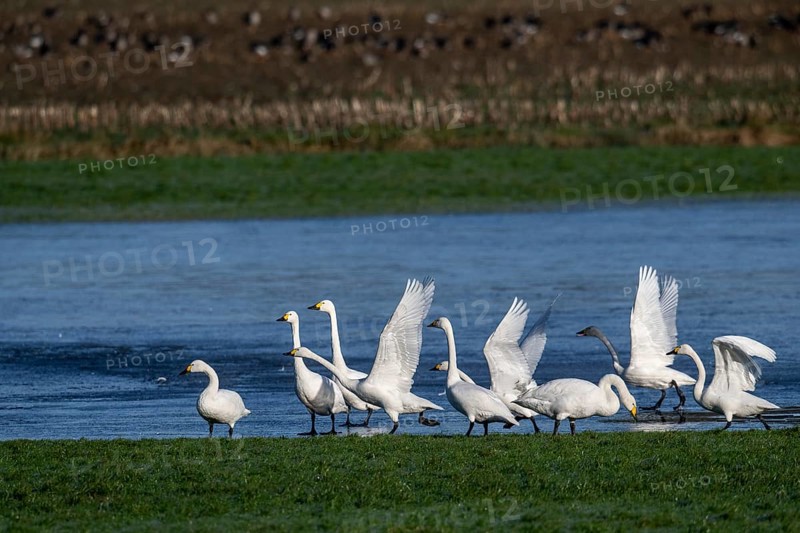 Whooper swans (Cygnus cygnus) and Bewick's swans (Cygnus bewickii), Emsland, Lower Saxony, Germany, Europe