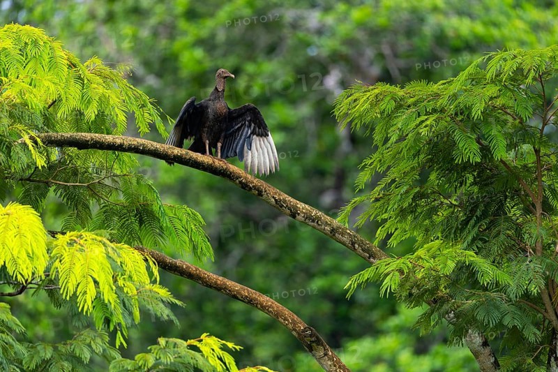 King vulture (Sarcoramphus papa), cock, vulture birds (Aegypiinae), Laguna del Lagarto Lodge, Alajuela, Costa Rica, Central America
