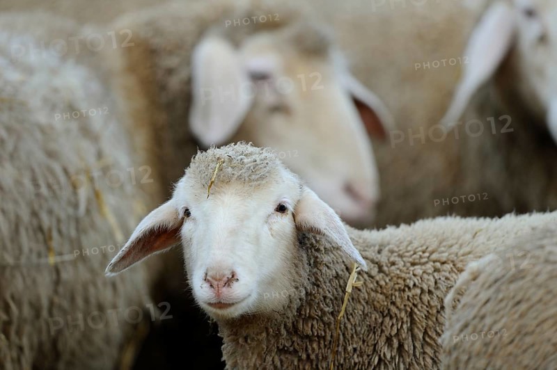 A close-up of a sheep among a group of sheep in the pasture, domestic sheep (Ovis orientalis aries), Bavaria