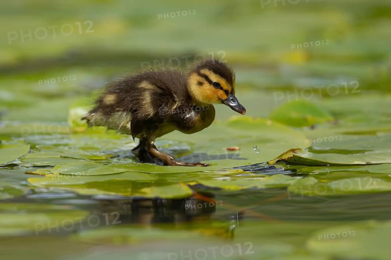 Mallard or Wild duck (Anas platyrhynchos) juvenile baby duckling bird walking on Water lily pad leaves on a lake, England, United Kingdom, Europe