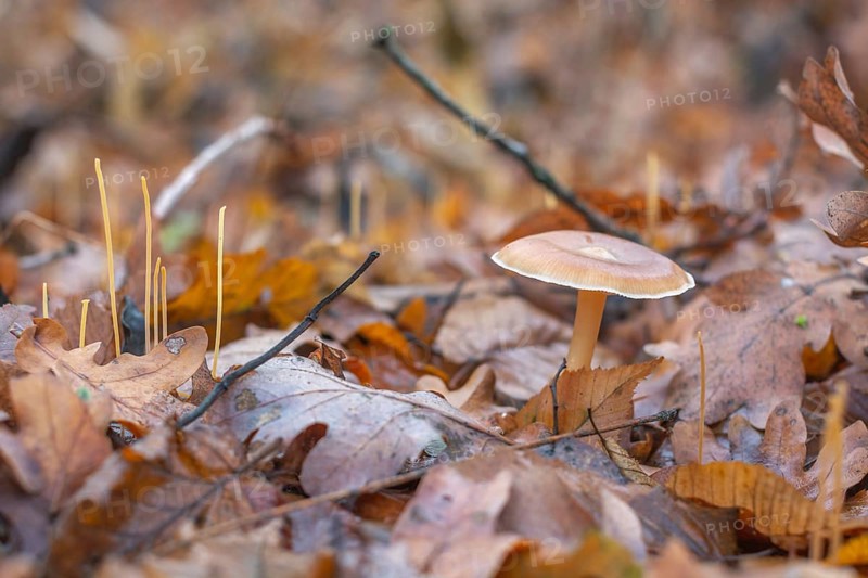 A mushroom sits on top of a pile of leaves. The leaves are brown and scattered around the mushroom. Bas rhin, Alsace, France, Europe