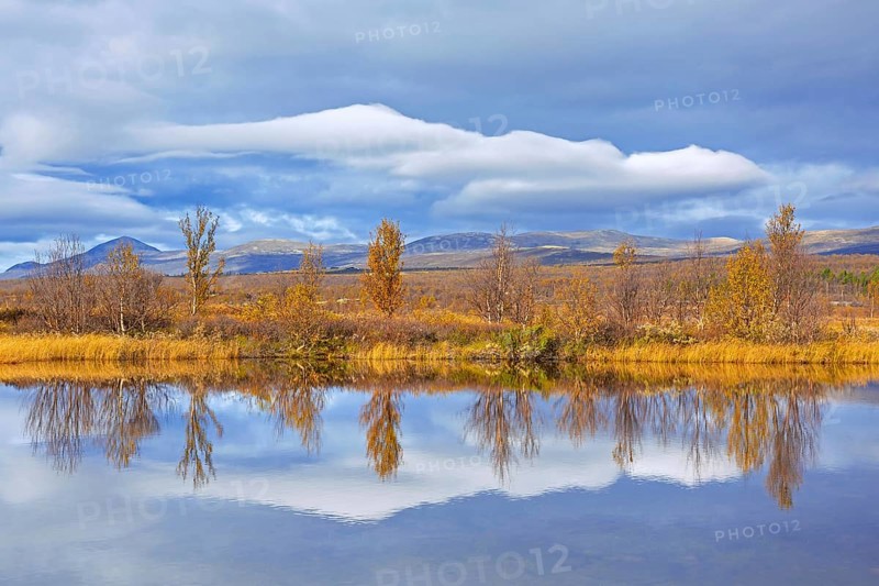Birch trees reflected in water of pond in the Fokstumyra Nature Reserve in autumn, fall, Dovrefjell, Oppdal, Dovre region, Central Norway