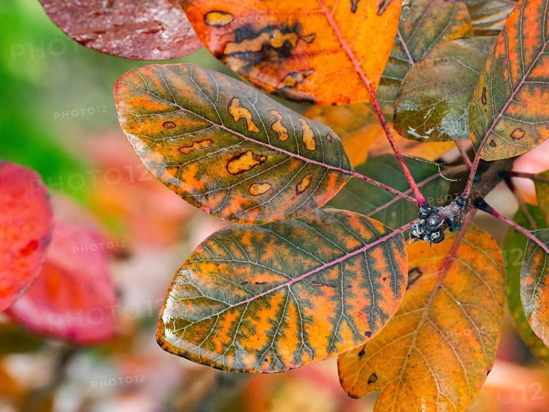 Eurasian Smoke Tree (Cotinus coggygria), or Wig Bush, in garden, leaves in autumn color, Hesse, Germany, Europe