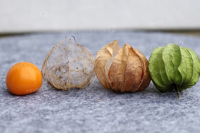 Bladder cherry (Phyalis), fruit, husk, calyx, cape gooseberry, different, colour, ripening period, The different stages of physalis during the ripening period