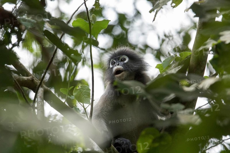 Dusky leaf monkey (Trachypithecus obscurus), Kaeng Krachan National Park, Phetchaburi Province, Thailand, Asia