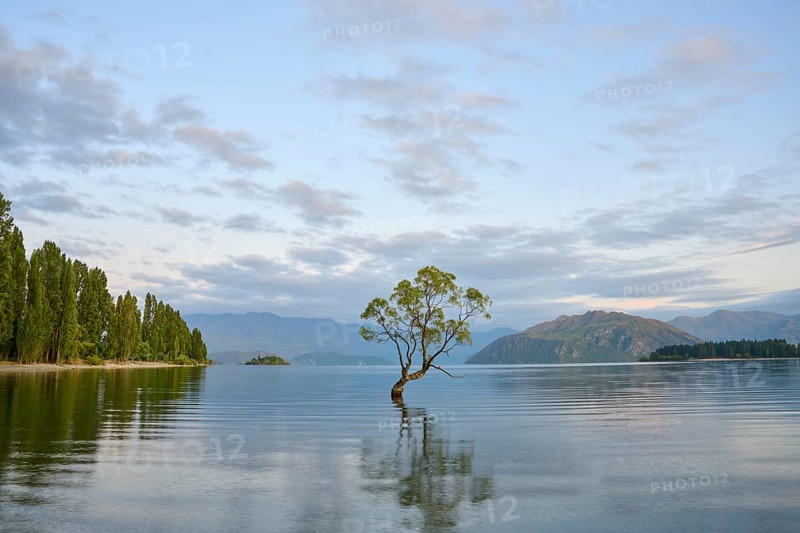 A peaceful lake with a tree and a mountain range in the background, summer, Lake Wanaka, Wanaka, Otago, South Island, New Zealand, Oceania
