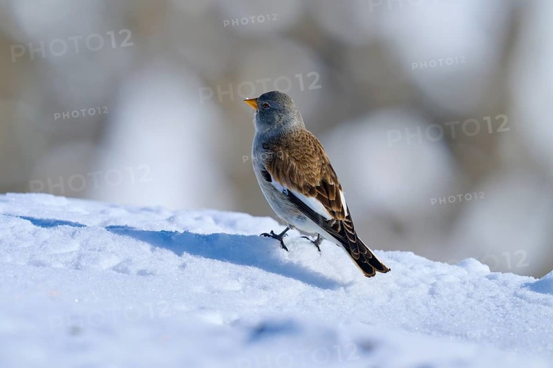 Snowfinch (Montifringilla nivalis), standing on snow-covered ground under a clear winter sky, Gemmi Pass, Leukerbad, Leuk, Valais, Switzerland, Europe