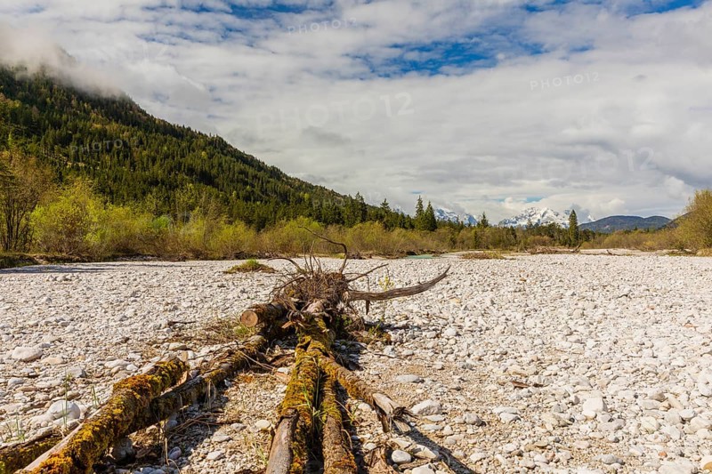 Isar valley nature conservancy area. The wild Isar river flows through its gravel bed past driftwood and entrained trees and bushes . Early morning