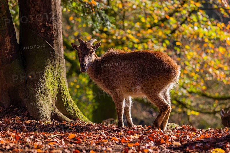 A female Himalayan tahr (Hemitragus jemlahicus) is backlit in a forest. In the background is a dense autumn forest