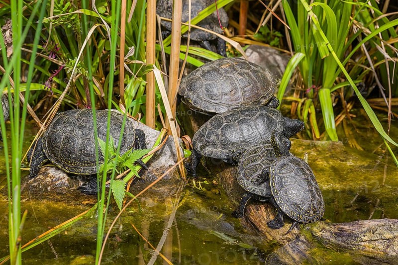 A group of European pond turtles (Emys orbicularis), rest on a log lying in a pond