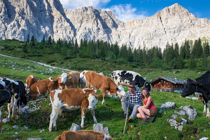 Alpine herdsmen look after their cows, young cattle are supplied with minerals, Maria Fuchs and Klaus Astner, Ladiz-Alm, Karwendel Mountains, Tyrol, Austria, Europe