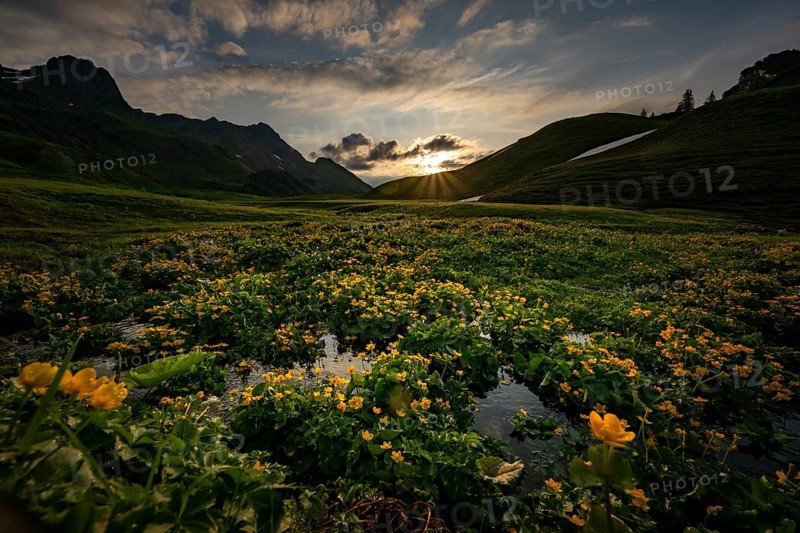 Summit in the morning light with dramatic clouds and marsh marigolds (Caltha) with stream in the foreground, Lech, Lechquellengebirge, Vorarlberg, Austria, Europe