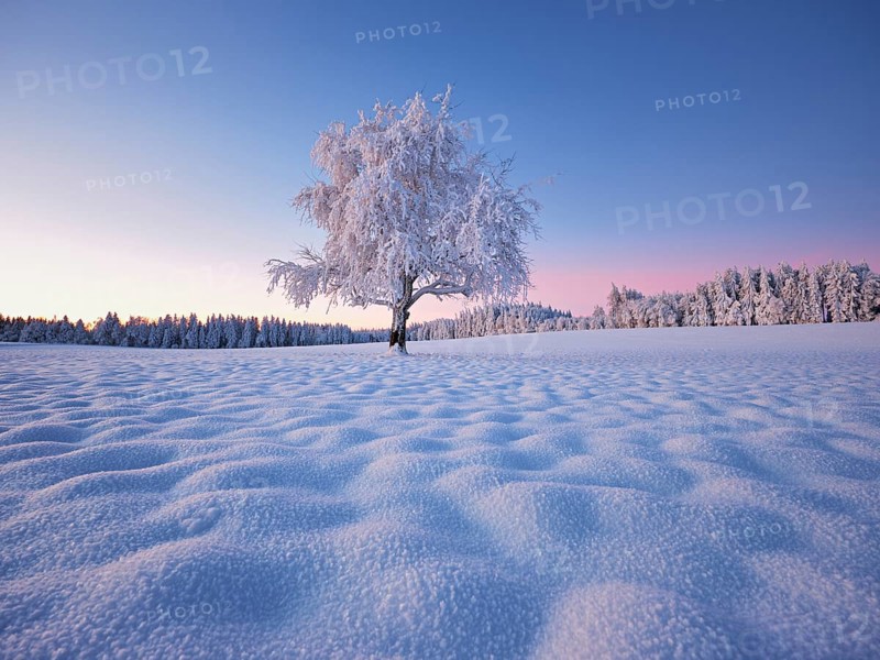 Tree in hoarfrost at dusk, Grod, Lindenberg, Beinwil, Freiamt, Canton Aargau, Switzerland, Europe