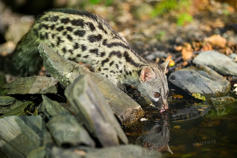 Young Common genet (Genetta genetta) drinking at the shore of a lake, wildlife in a forest, Montseny National Park, Catalonia, Spain, Europe