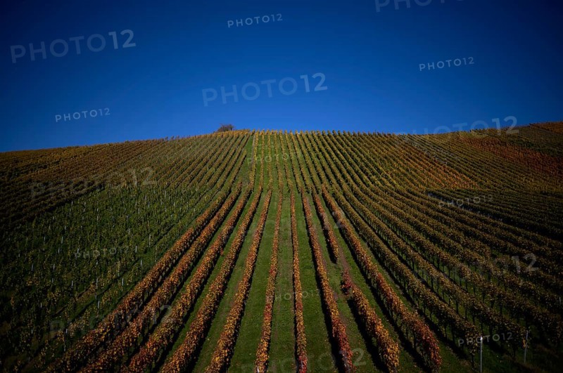 vineyard, vines, grapevines, winegrowing, autumn colouring, autumn, graphic, Strümpfelbach, Weinstadt, Baden-Württemberg, Germany, Europe