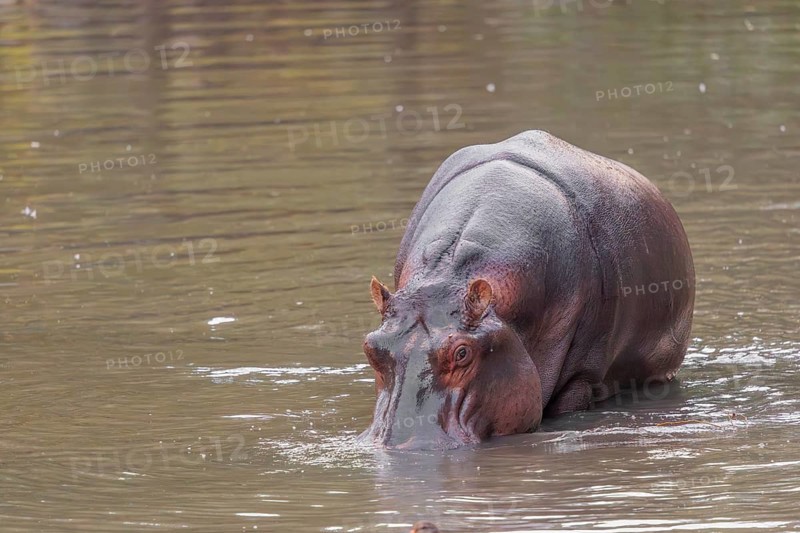 An adult hippopotamus (Hippopotamus amphibius) stands grazing in the shallow water of a river