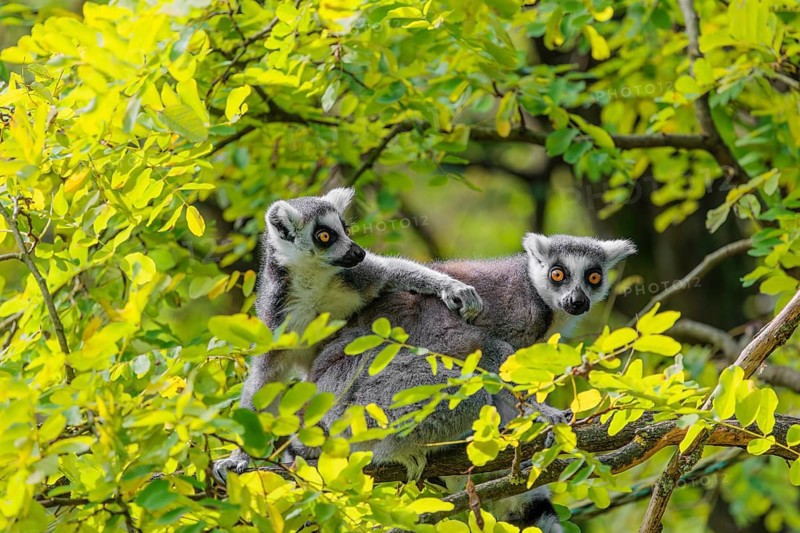 Two ring-tailed lemurs (Lemur catta) sit high up in a tree on a branch between fresh green leaves and play with each other or preen themselves or look around