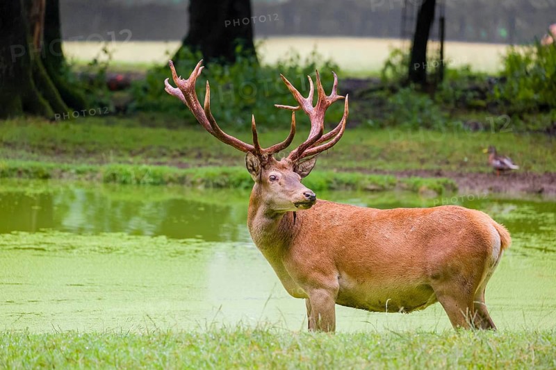 A red deer stag (Cervus elaphus) stands in a pond covered with duckweed