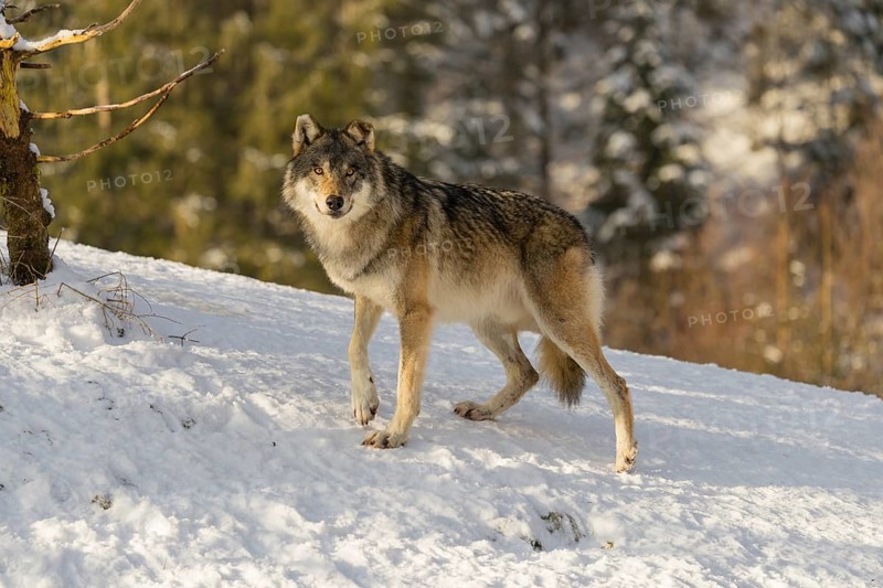 An adult male grey wolf (Canis lupus lupus) stands on a sloping, snow-covered meadow at the edge of a forest on a cold, sunny day