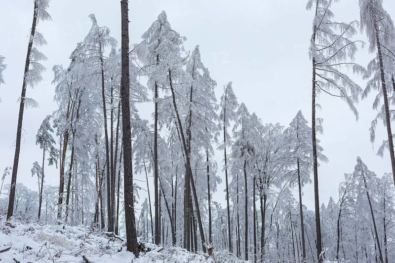 Very sparse forest due to tree dieback, winter landscape at Czorneboh, Upper Lusatia, Saxony, Germany, Europe