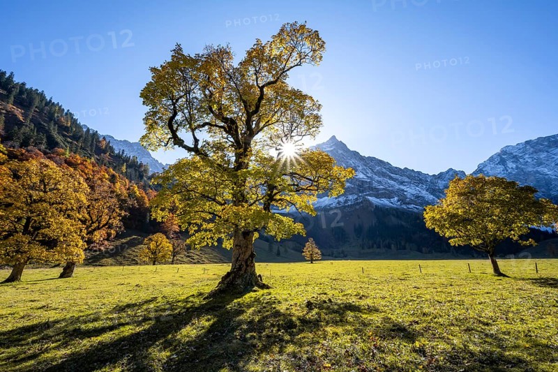 Sycamore maple with autumnal yellow foliage and Solaster endeca, large maple base in autumn, rocky mountain peaks with Spritzkarspitze in the background, Rißtal in the Eng, Tyrol, Austria, Europe