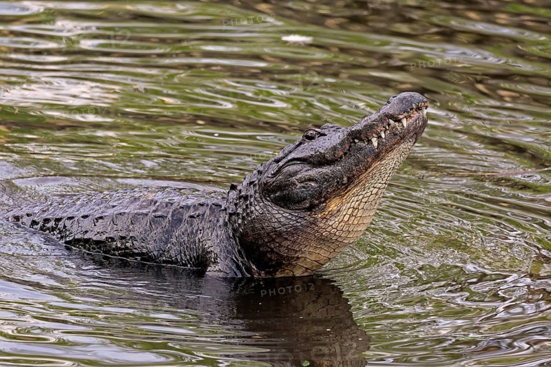 Mississippi Alligator (Alligator mississippiensis), pike alligator, adult, friendly, portrait, smiling, courtship, courtship, advertising, in water, Florida, USA, North America