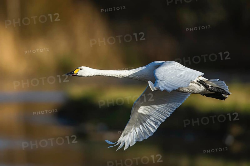Tundra Swan, Bewick's Swan, Cygnus columbianus in flight at winter in Slimbridge, England, United Kingdom, Europe