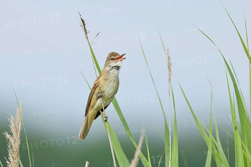 Reed Warbler (Acrocephalus arundinaceus), with open beak, singing, twittering, sitting on a reed stalk in a reedbed, natural habitat, migratory bird, songbirds Lake Neusiedl, Burgenland, Austria, Europe