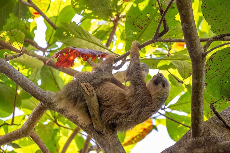 Hoffmann's two-fingered sloth (Choloepus hoffmanni) on a branch, Cahuita National Park, Costa Rica, Central America