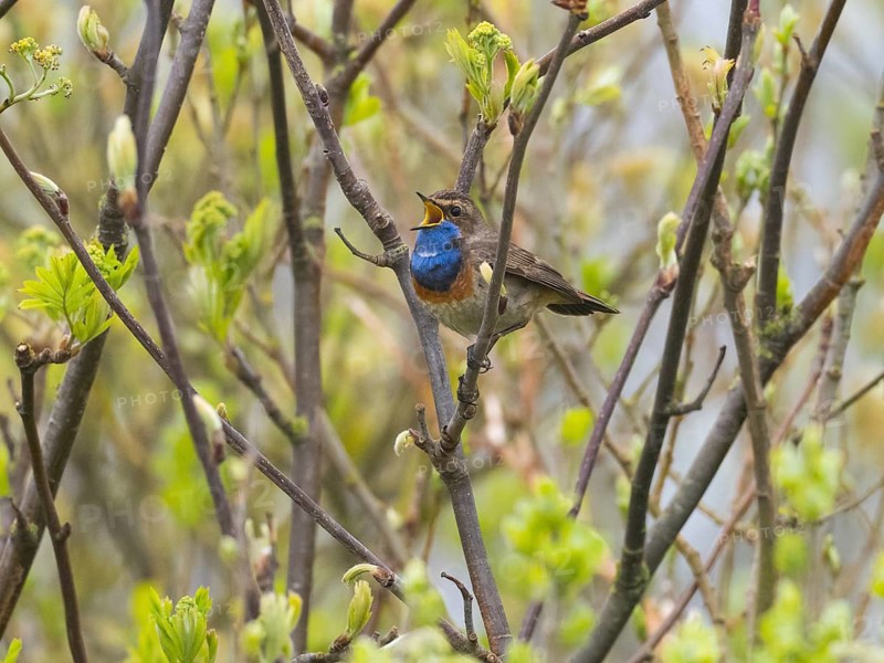 Bird with a blue throat singing on branches surrounded by fresh leaves, Bluethroat singing island Texel Holland