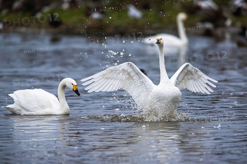 Tundra Swan, Bewick's Swan, Cygnus columbianus at winter in Slimbridge, England, United Kingdom, Europe