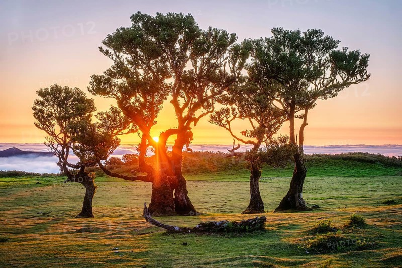 Centuries-old til trees in fantastic magical idyllic Fanal Laurisilva forest on sunset. Madeira island, Portugal, Europe