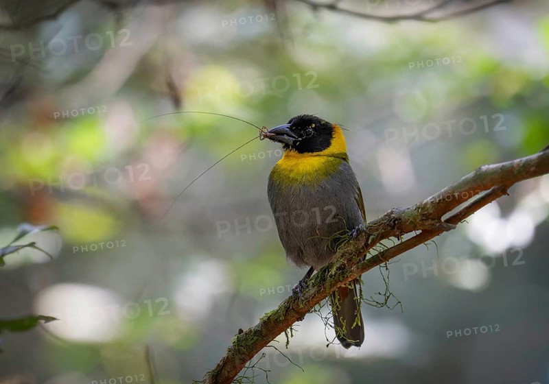 Male weaver, Nelicourvi weaver, (Ploceus nelicourvi) in the rainforests of Mantadia National Park, eastern Madagascar