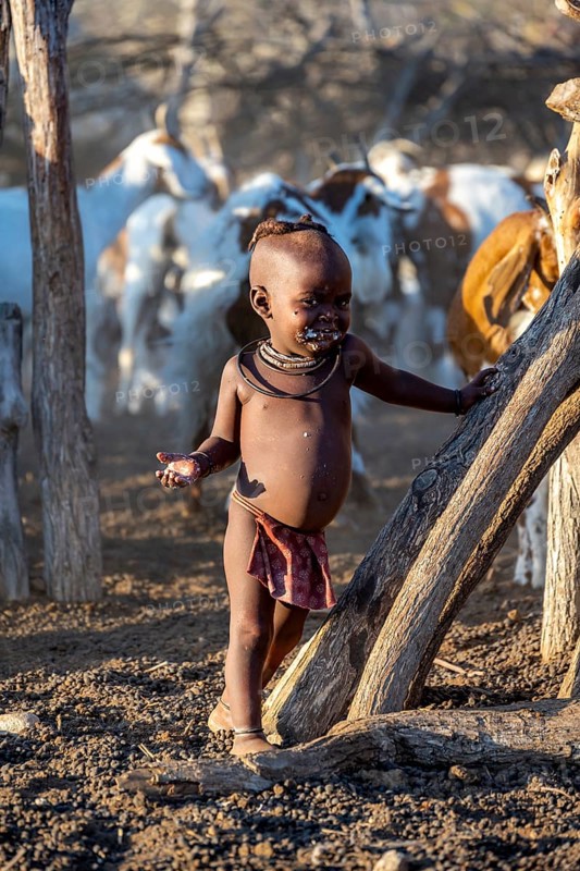 Young Himba child smiling, goats fenced in the kraal, in the morning light, traditional Himba village, Kaokoveld, Kunene, Namibia, Africa