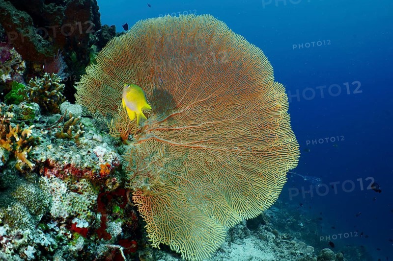 Giant fan coral (Annella mollis) with a small yellow fish nearby, dive site Coral Garden, Menjangan, Bali, Indonesia, Asia