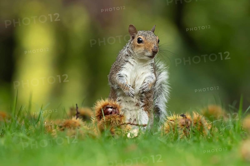 Grey squirrel (Sciurus carolinensis) adult animal amongst fallen Sweet chestnut nuts in the autumn, England, United Kingdom, Europe