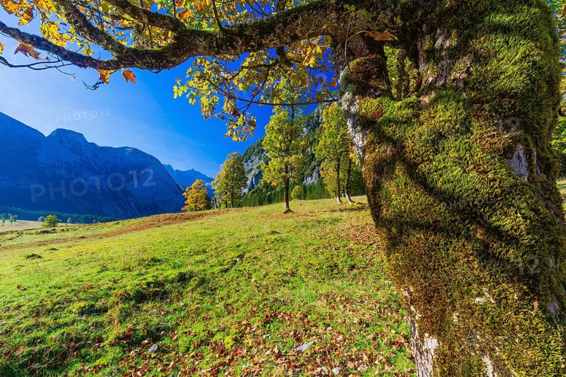Nature conservancy area Grosser Ahornboden. Sycamore maple trees, Acer pseudoplatanus, in autumn. Karwendel mountains