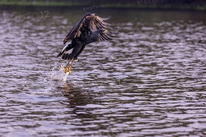 Black buzzard (Buteogallus urubitinga), with caught fish, Pantanal, Brazil, South America