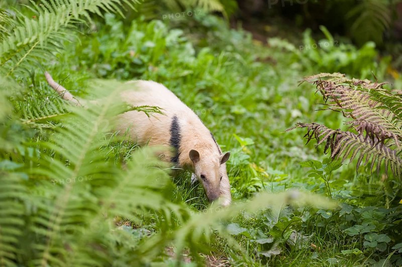 One southern tamandua (Tamandua tetradactyla), walking through dense undergrowth of a forest