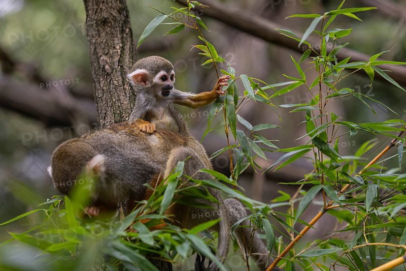 One female Central American squirrel monkey, Saimiri oerstedii, carrying her baby. Green vegetation around