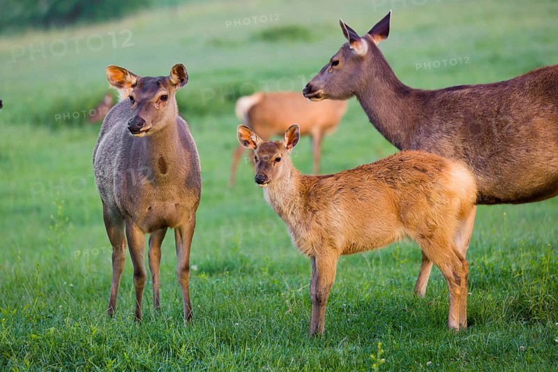 Two Sambar hinds with a fawn (Rusa unicolor), stand on a meadow in first morning light