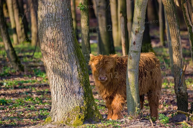 One Highland calf (Bos primigenius) taurus) stands in a forest