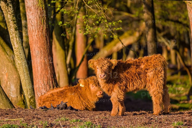 Two Highland calves (Bos primigenius) taurus) stand at a forest edge