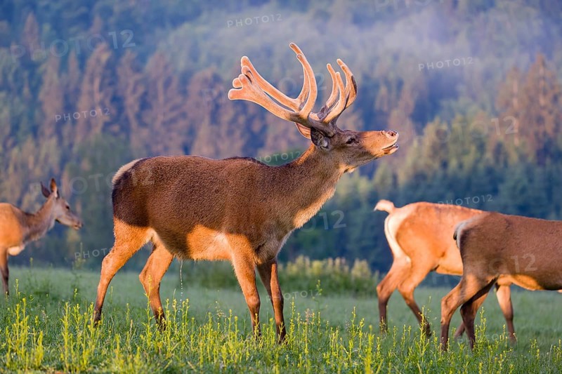 An Altai maral deer, an Altai wapiti or Altai elk (Cervus canadensis sibiricus) stands flehming among some hinds in the very first light of day in a meadow